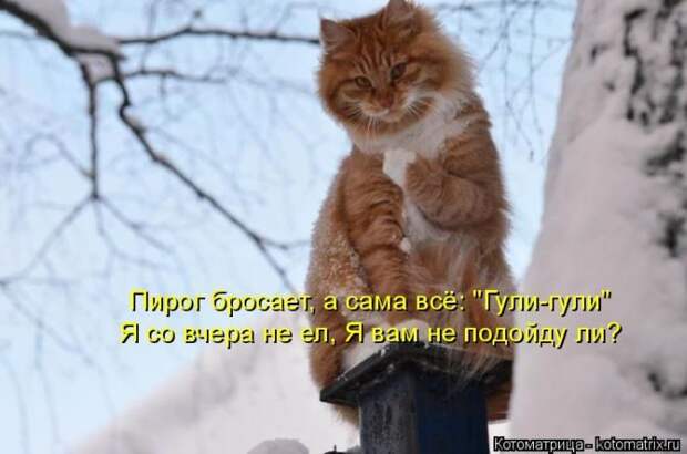 Лучшие котоматрицы недели