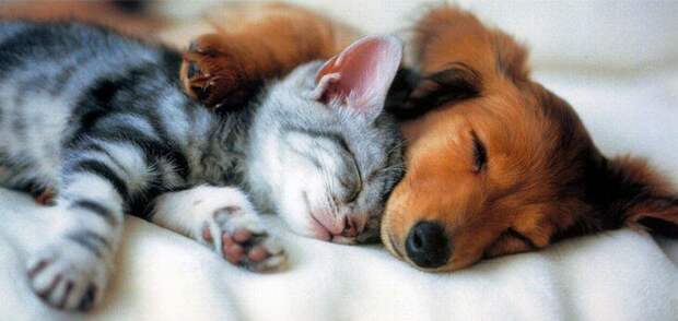 10 странных привычек домашних животных, которые ставят нас в тупик