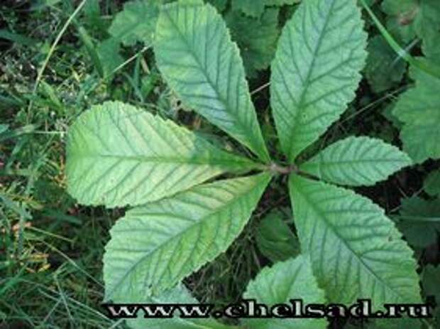 ФОТО Роджерсия перистая