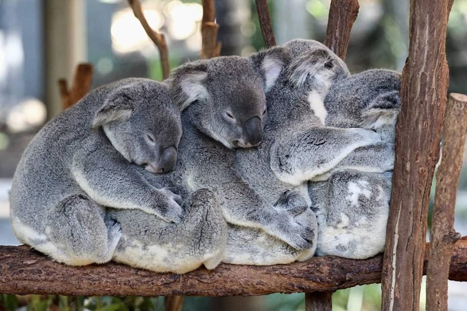 8 фото супермилых коал, которые спят 20 часов в сутки