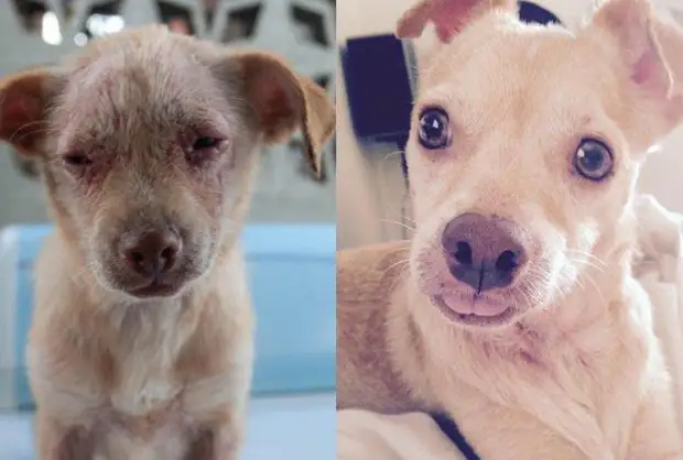 До и после того, как как их спасли и подарили дом