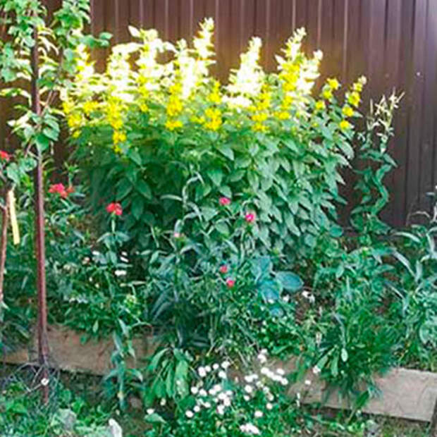 Многолетний садовый цветок Вербейник (Lysimachia)