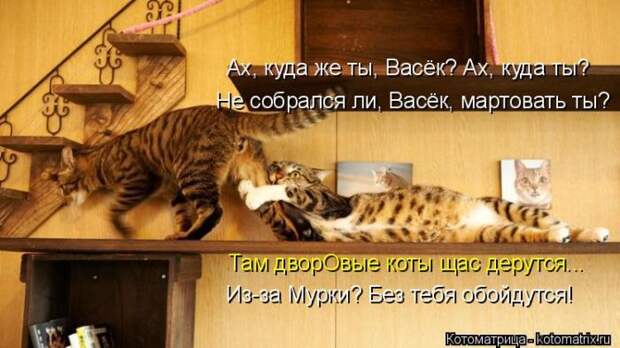 Лучшие котоматрицы недели (50 фото)