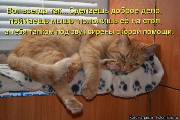 Лучшие котоматрицы недели