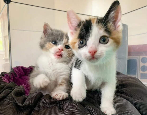 Без кота и жизнь не та