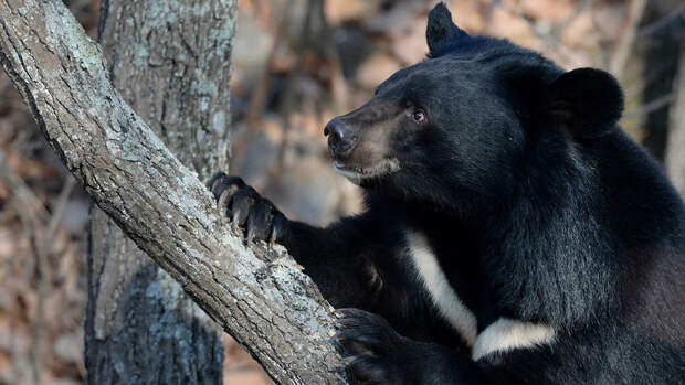 The Guardian: в Японии с помощью ИИ будут следить медведями в лесу