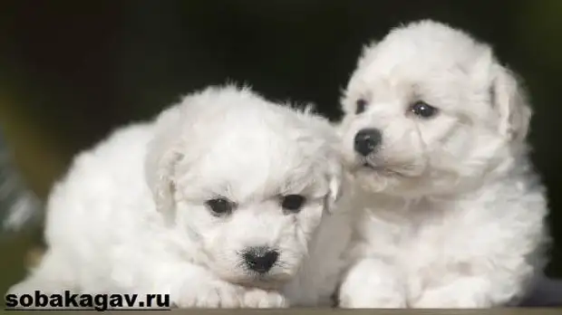 Бишон фризе собака. Описание, особенности, уход и цена бишон фризе