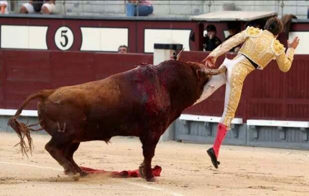 В Мадриде бык отправил матадора в больницу бык, в мире, животные, коррида, люди, мадрид, матадор