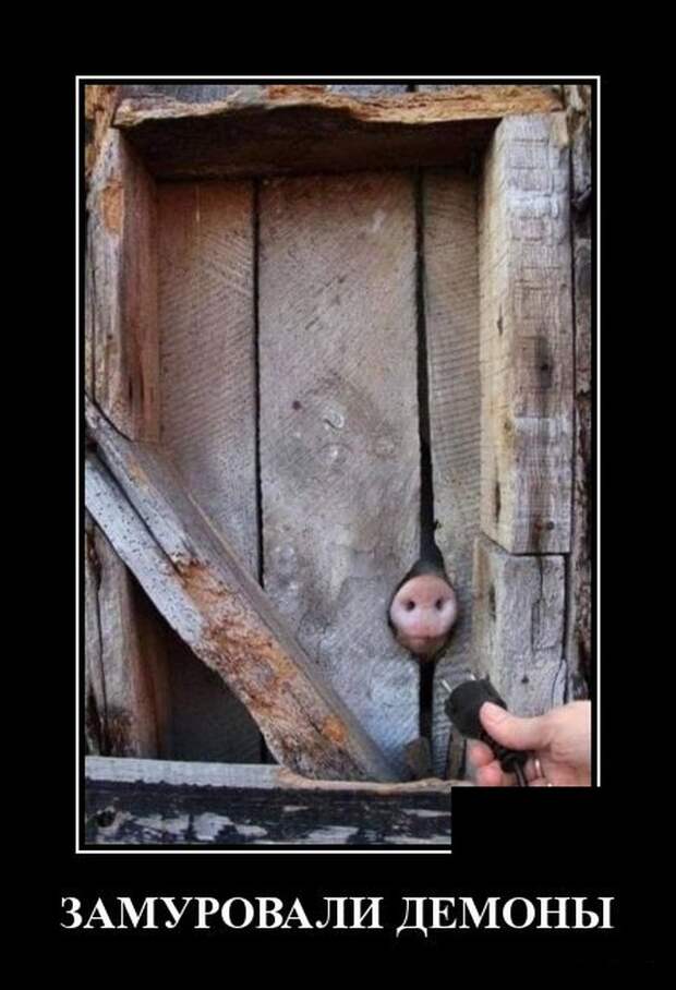 Демотиватор про свиней