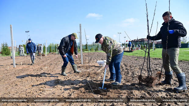 Лукашенко высадил яблоневый сад на малой родине и подарил его школьникам