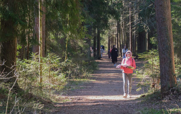 Зелёный пояс улучшит экологию и защитит леса от застройки