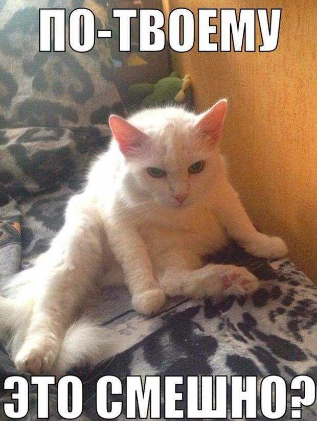 1453387506_memy-s-zhivotnymi-5
