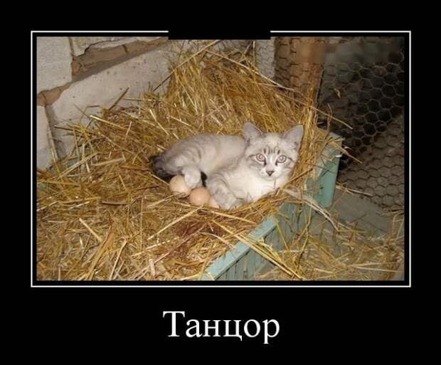 Демотиваторы (30 фото)