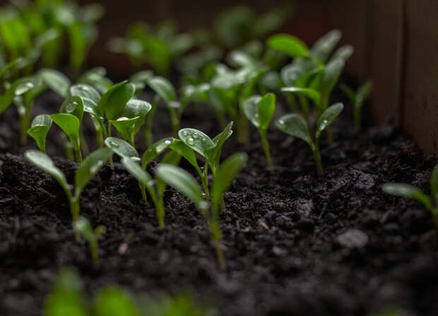 Какие культуры можно посадить уже в апреле на даче