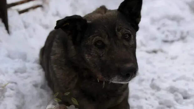 "Внимательно следит": о состоянии собачки из челябинской пиццерии рассказали в приюте