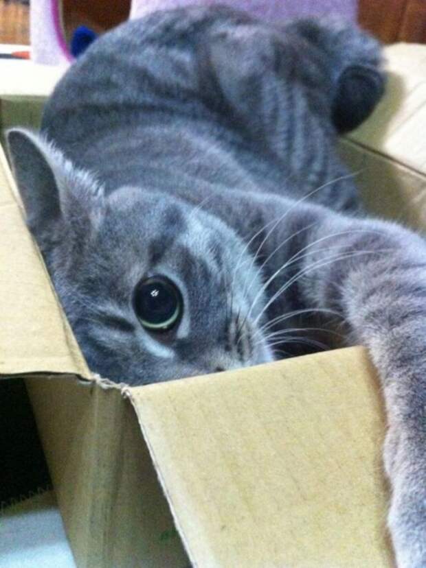 Кошки в коробках животные, коты