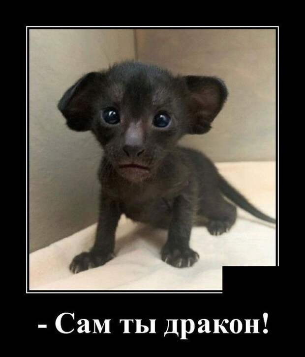 demotivatory-demotivator-smeshnye-demotivatory-demotivator-so-smyslom