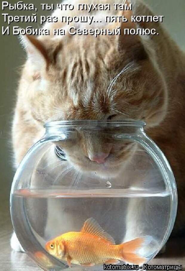 Лучшие котоматрицы недели