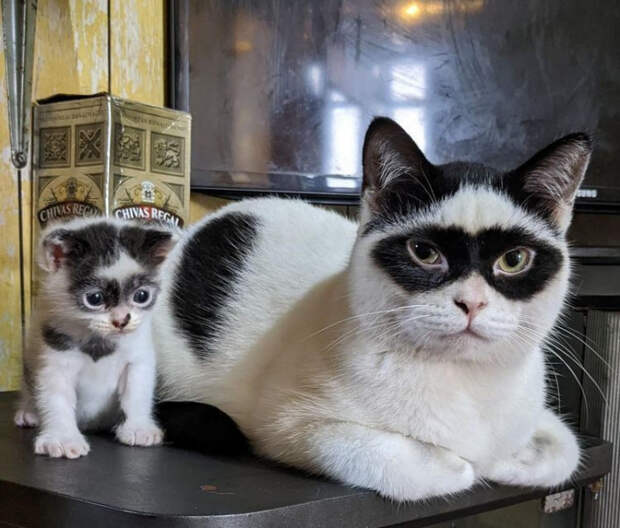 Чудо природы животные, растения
