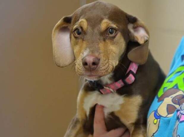 Delta Shelter home, Dog