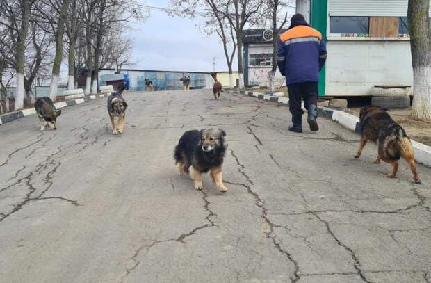 Все больше людей обращаются за медицинской помощью после укусов животных