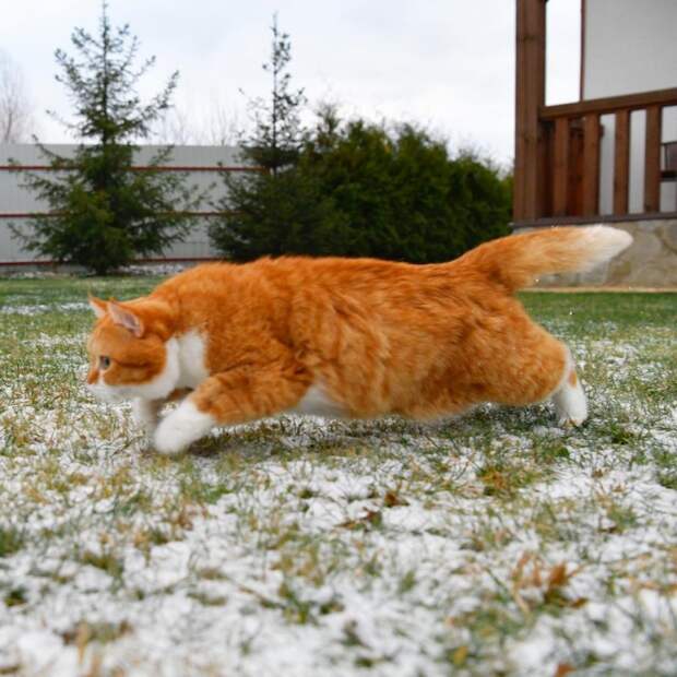 Рыжий котейка ищет приключения на свой хвостик в белом снегу instagram, кот, рыжий кот, снег
