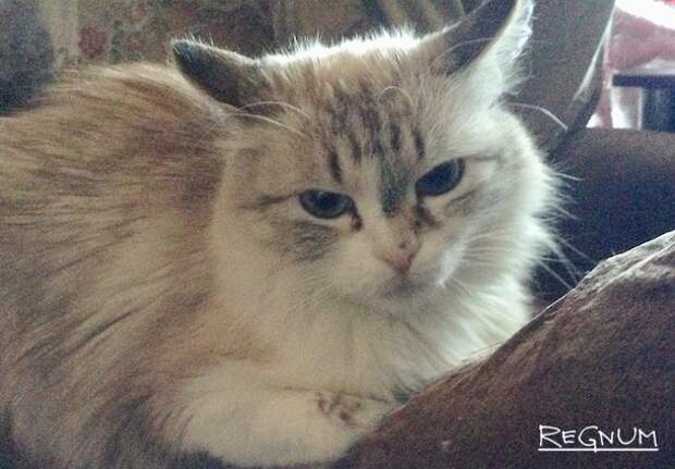 Житель Вены отправил кошку по почте в Германию и предстал перед судом