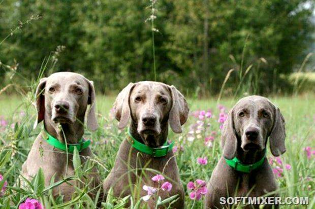 Pets-Foto10