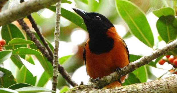 Питаху — ядовитая птица из Новой Гвинеи