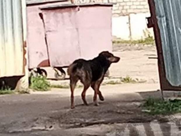 Фото: Свора бродячих собак затерроризировала промзону в Смоленске