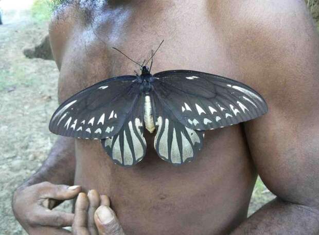 Загадочная судьба самой большой в мире бабочки