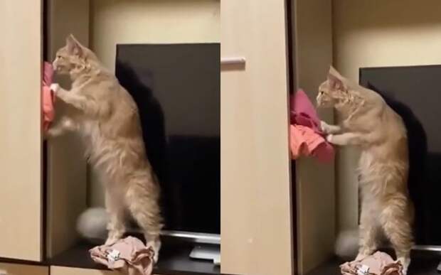 «Какой бардак!»: кошка решила навела порядок в шкафу и возмутила хозяйку