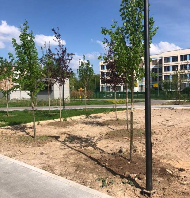 Молодое деревце у метро «Лефортово» закрепили в лунке