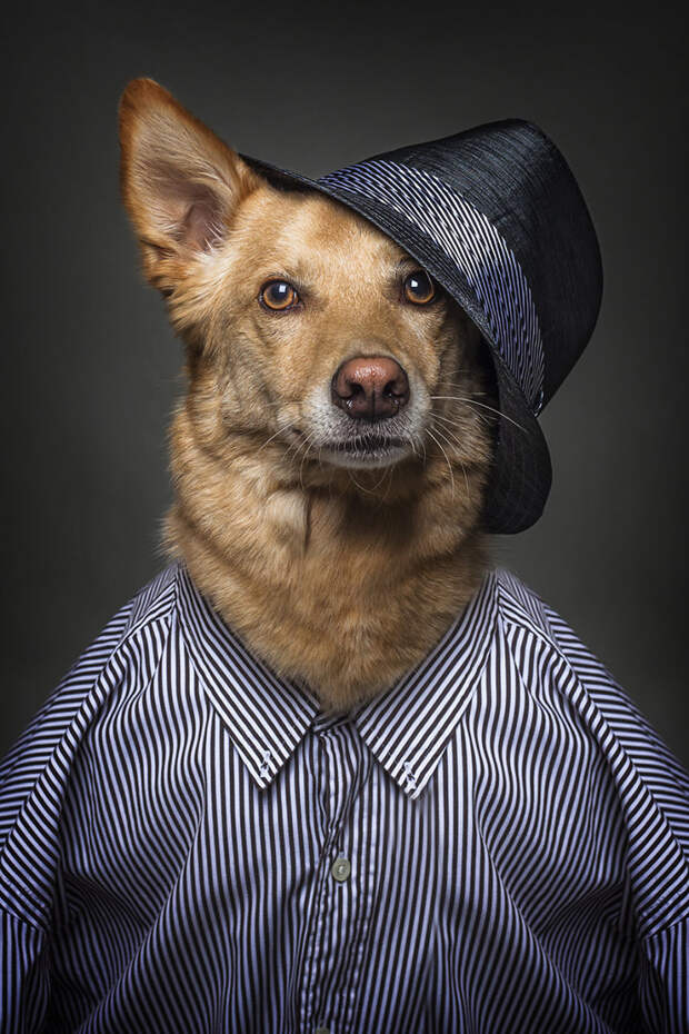 14. Тоник портреты животных, собаки, фотопроект