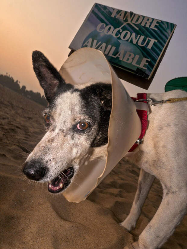 Собаки, которых скандальный уличный фотограф снимал на пляжах Гоа, выглядят агрессивными и дикими.