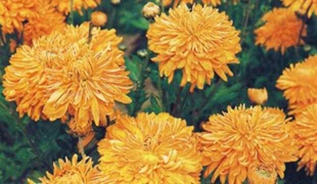 Хризантема Ordensstern Хризантема Ordensstern