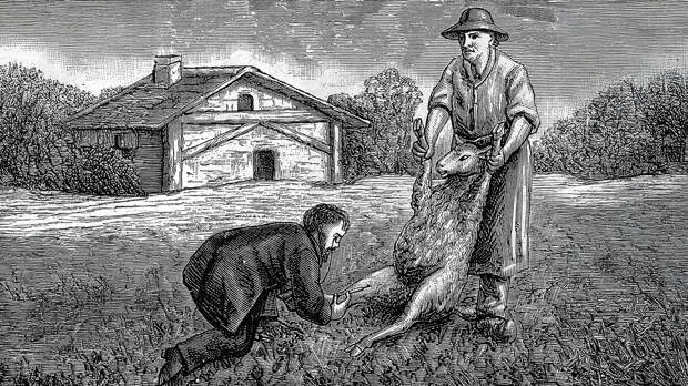 3 истории о том, как эпидемии скота повлияли на историю России