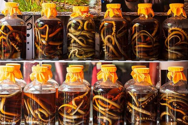 Snake_Wine