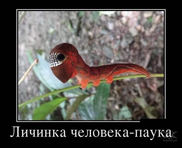 Свеженькие демотиваторы Свеженькие демотиваторы