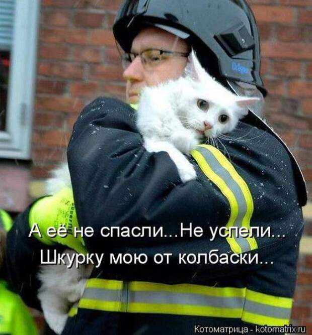 Котоматрицы(картинки с надписями)