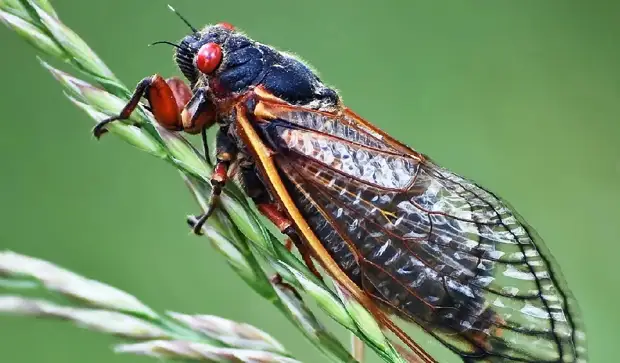 Робот установил рекорд по прыжкам