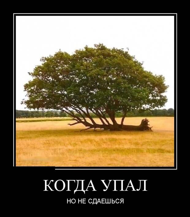Демотиваторы (30 фото)