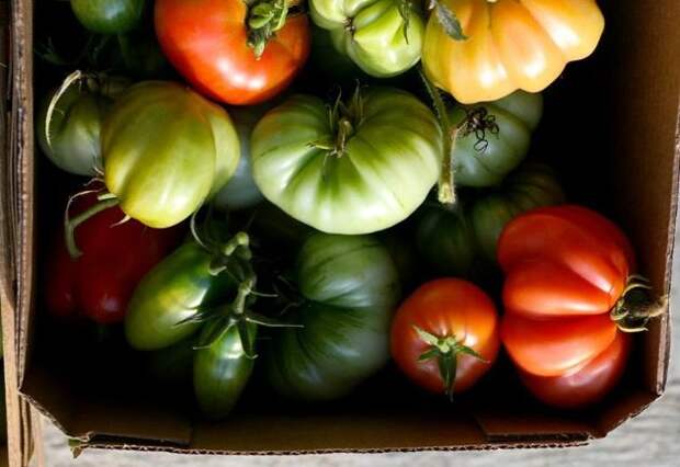 Как правильно снять и хранить зелёные томаты