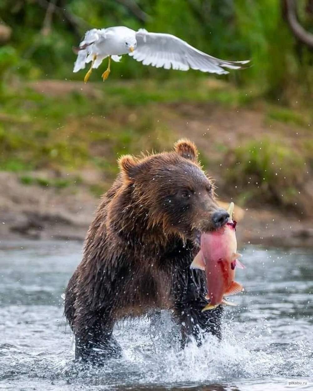 Какие медведи хищники. Медведь-Рыбак. Медведь хищник. Медведь хищник или. Камчатка медведи экскурсия.