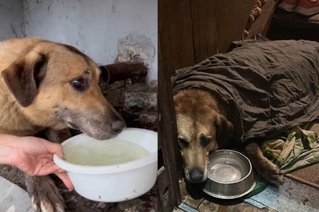 Собака на волосок от гибели: тверские волонтёры спасли Бурана от теплового удара