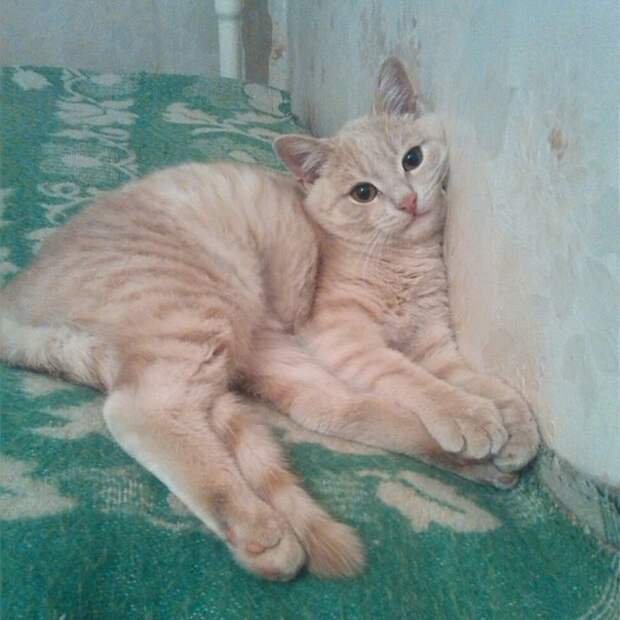 Едва живой, голодный - до и после Едва живой, голодный - до и после