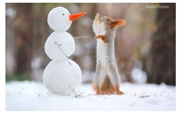 Ммм, морковка! морковь, мышь полевка, снеговик, белка, синица, длиннопост
