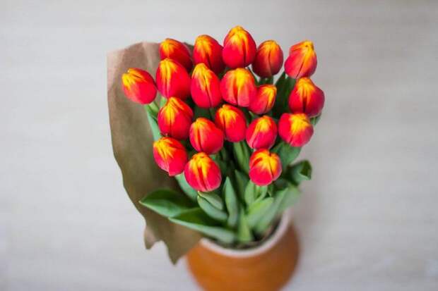 Цветы. Фото: pixabay.com