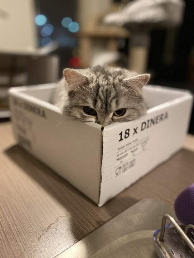 Котики и коробки - любовь навечно) 😺