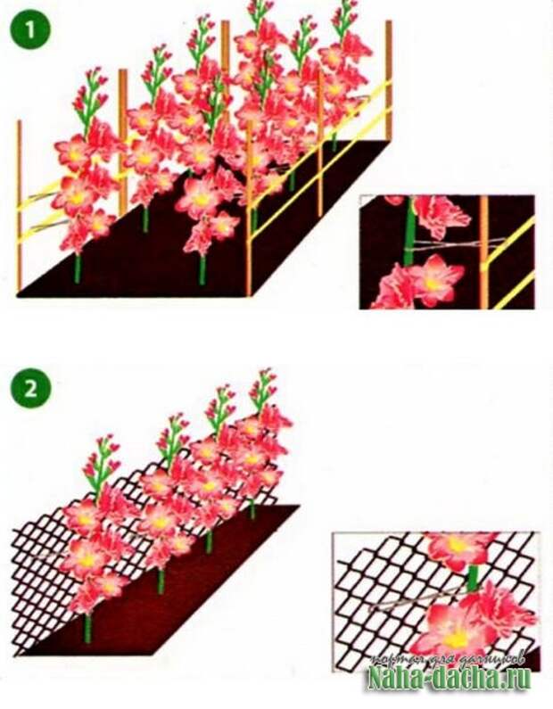 Схема высадки гладиолусов